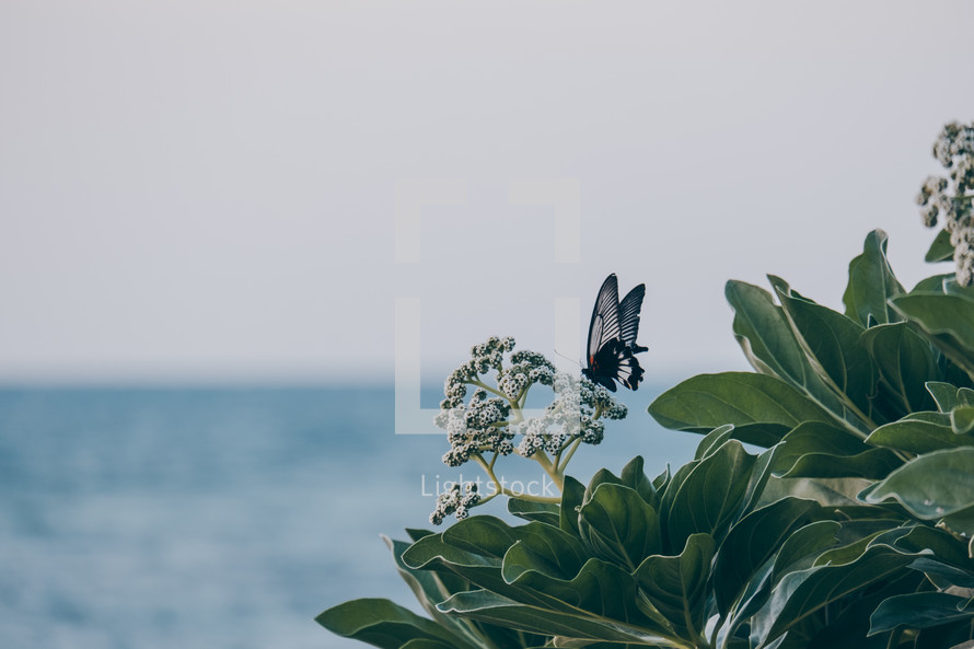 butterfly on a flower with seascape view 