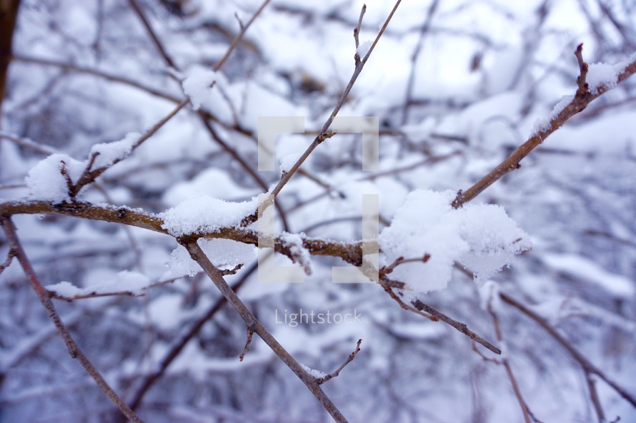 snow on branches 