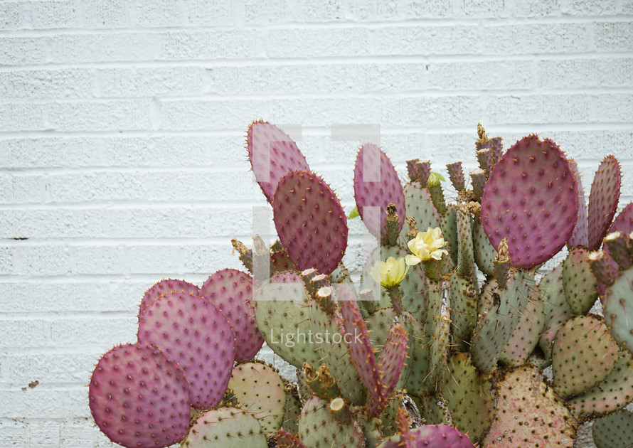 prickly pear cactus and white wall background 