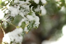 snow on green leaves 