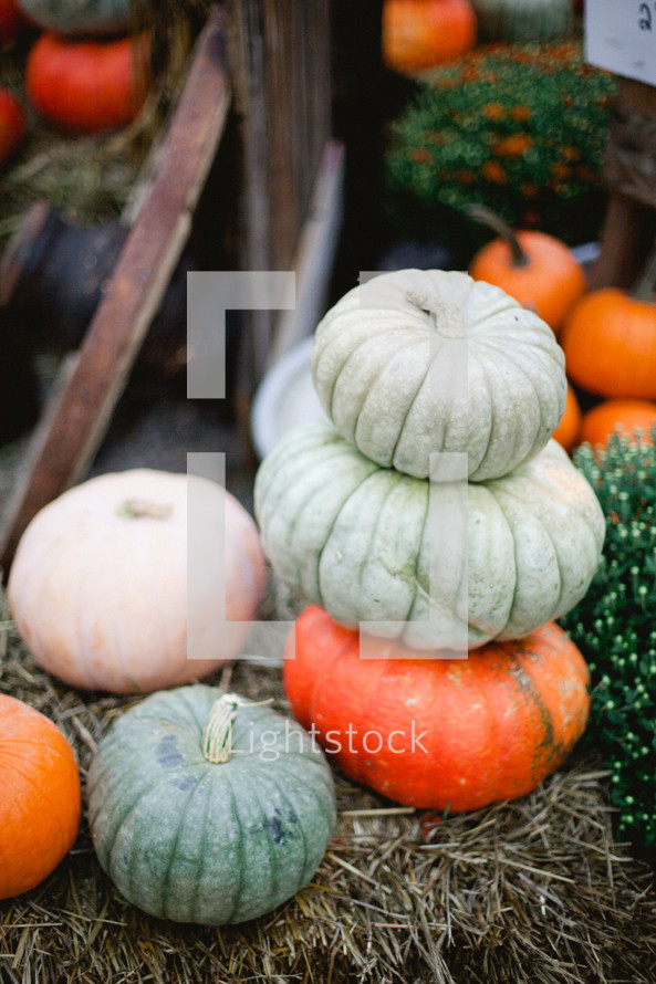 stacked pumpkins 