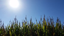 Corn in a field 