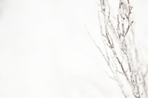 Winter tree background 