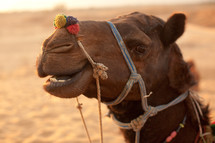 head of a camel 