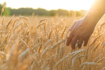 hand touching golden field of wheat 
