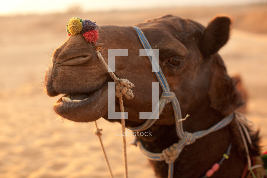 head of a camel 