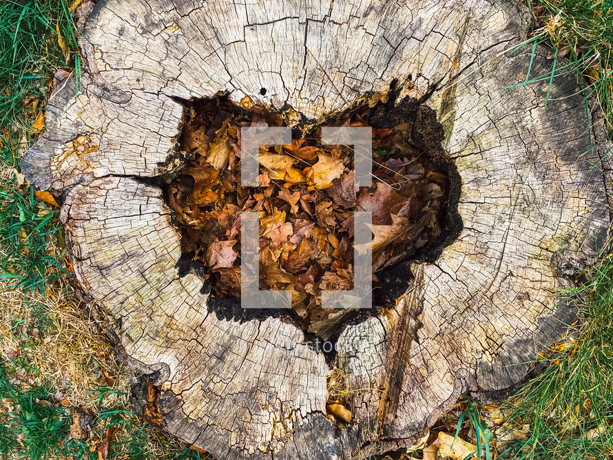 heart shape in a tree stump 