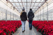 poinsettias in a greenhouse 