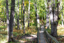 a wooden path in a forest 