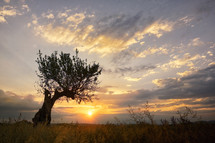 Single Oak Tree Summer Sunset In Greci, Romania