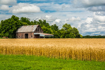 old barn and a field of wheat 