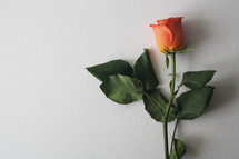 orange rose on a white background 