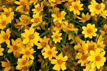 yellow flowers background 