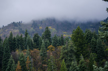 fog, mist, and clouds over a mountain forest 
