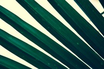 leaves of a palm tree, palm fronds 