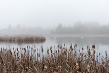 lake shore and fog