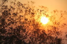 sunburst through branches at sunset 