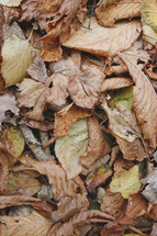 brown fall leaves 