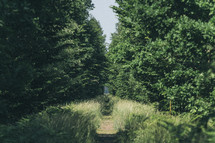 worn path through a forest 