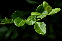wet green leaves 