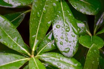 wet green leaves on a bush 