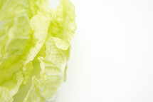 green leafy lettuce 
