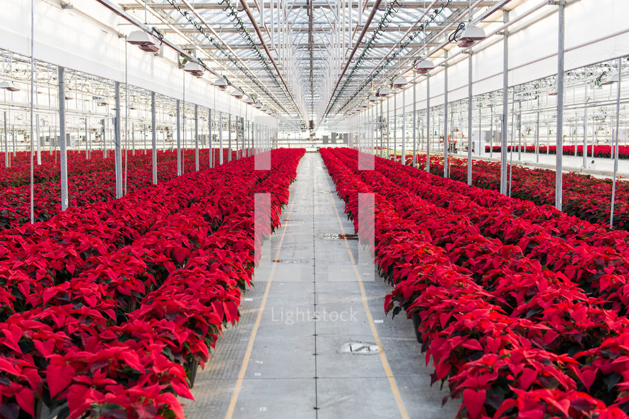 greenhouse with poinsettias 