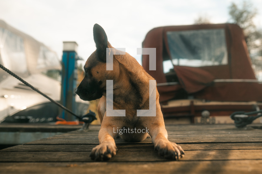 German Shepherd dog cross mutt laying down on a wooden jetty, marina setting, puppy dog, cute brown dogs,