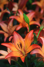 pink and orange lily 