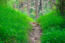path through green hillside
