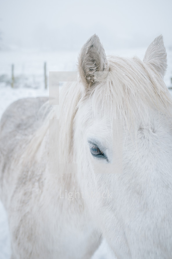 white horse in snow 