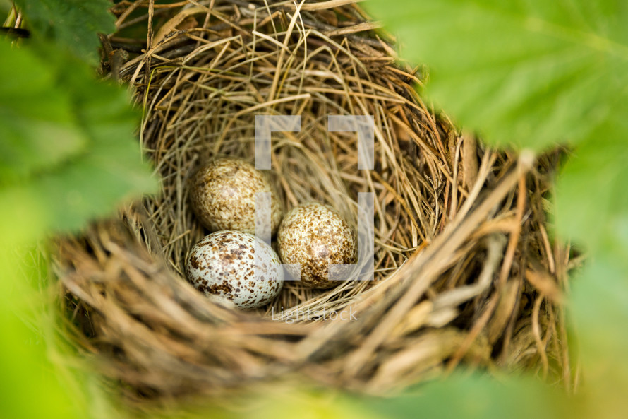 a nest of three cardinal eggs with green leaves around it