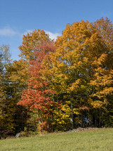 fall trees at the top of a hill 