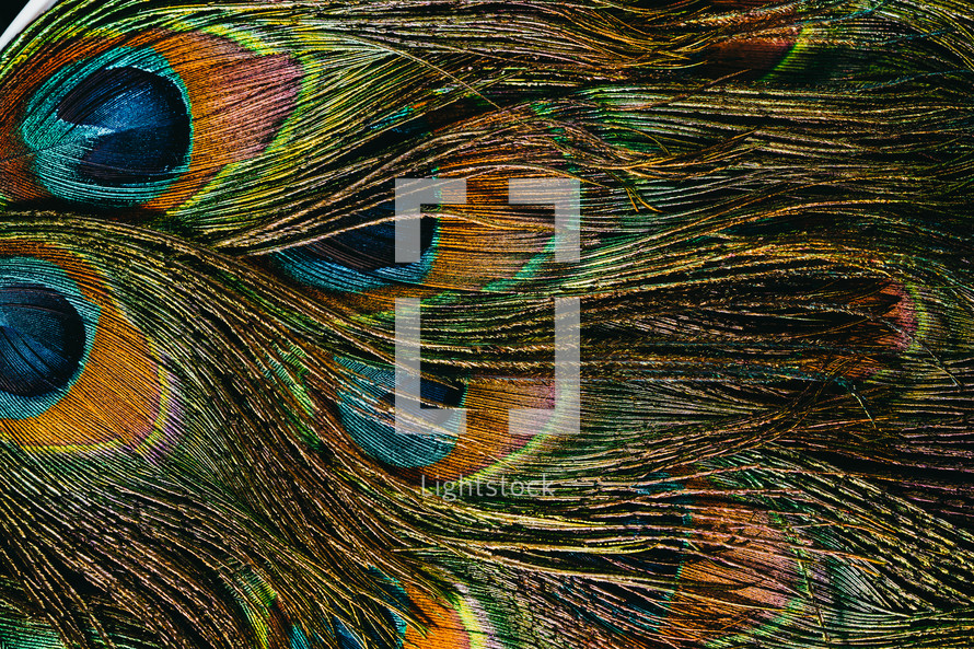 Feathers of tropical peacock bird. Macro, close-up view. Beautiful animals. color accuracy of nature. High quality photo
