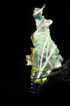 Seedling and trees seen through a hole in the rocks.