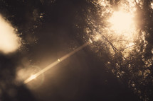 Sunburst through trees | Light Rays | Nature | Place of Prayer | Holy Spirit