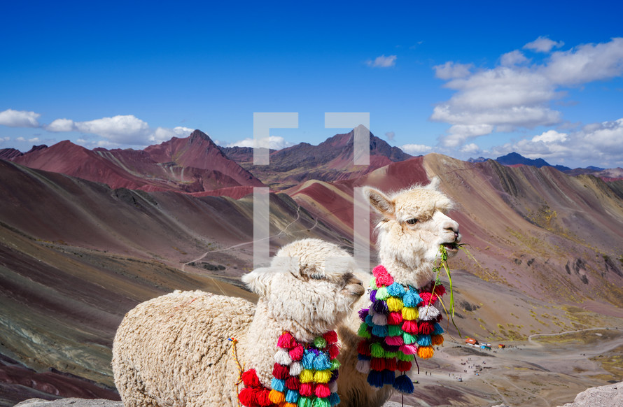 Llamas at Rainbow Mountain in Peru 