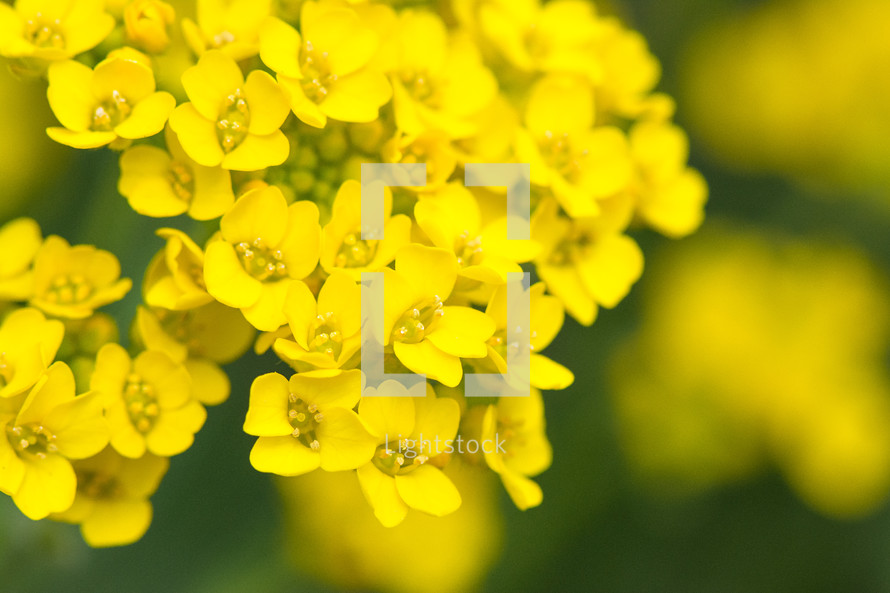 yellow madwort flowers 
