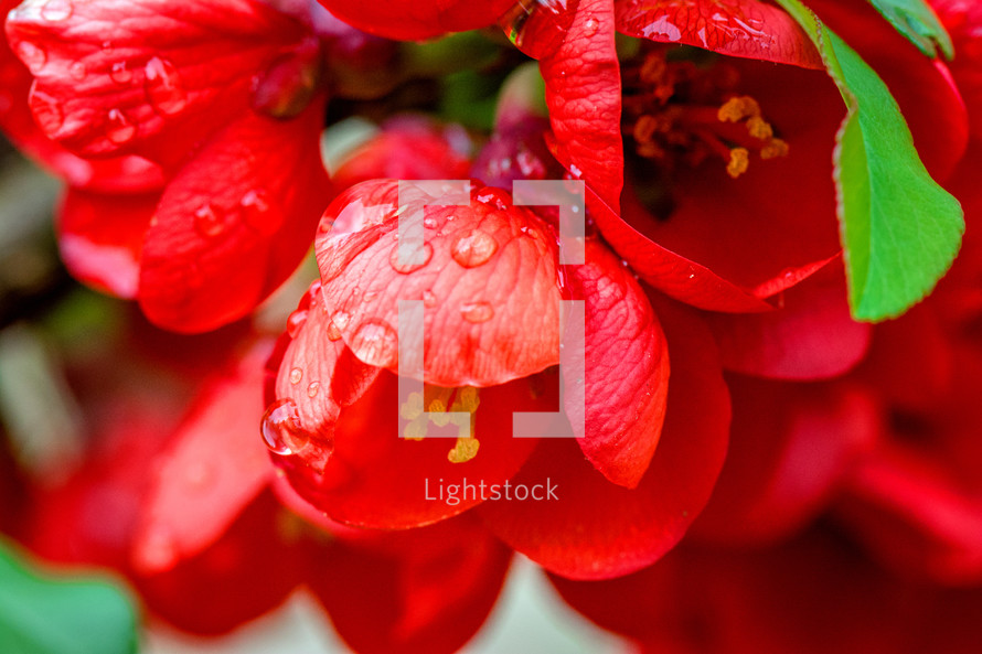 red flowers 