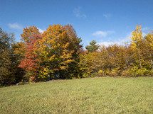 fall trees at the top of a hill 