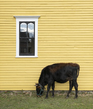 cow in front of a yellow house 