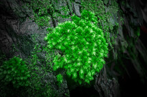 moss on a tree 