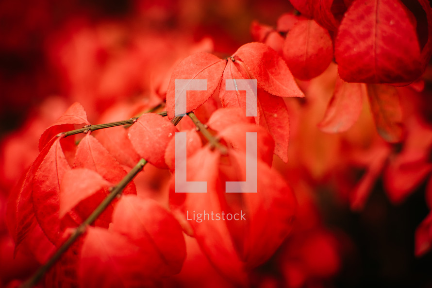 bright red leaves 