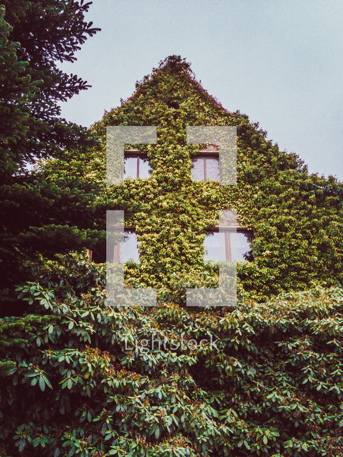ivy on a house exterior wall 