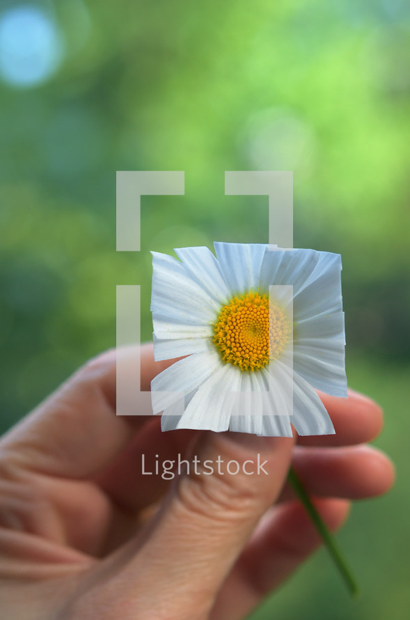 Abstract Oxeye Daisy – Leucanthemum Vulgare With Square Petals