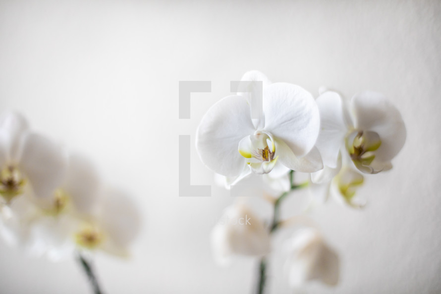 white orchid flowers 