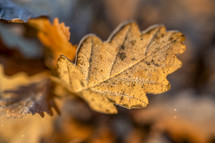 frost on a fall leaf 