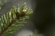 needles of a pine tree 