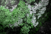 lichen on a branch 