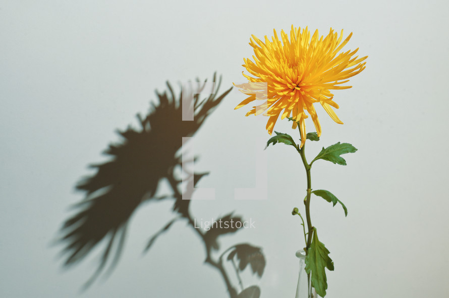 Abstract One Chrysanthemum morifolium and shadow
